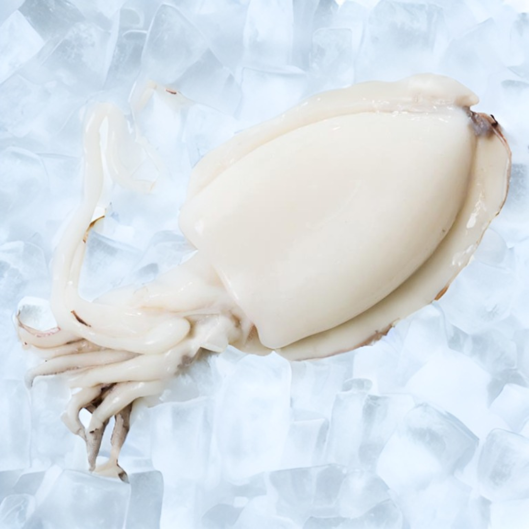 Argentinian Cuttlefish (Sepia) – Wild-Caught – 1 lb Bag